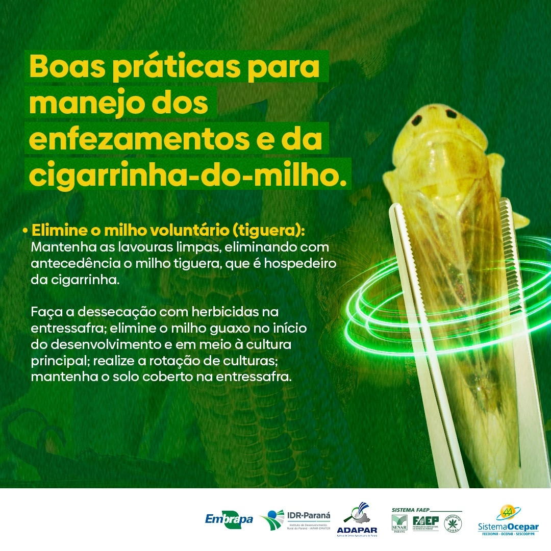 cigarrinha milho 27 02 2023