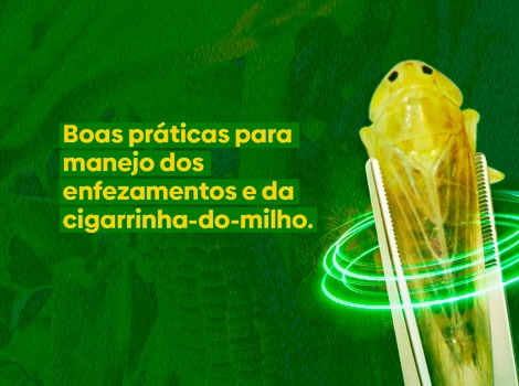 destaque cigarrinha milho 27 02 2023