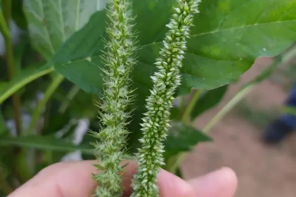 SANIDADE VEGETAL: Adapar divulga plano de ação para monitorar planta daninha exótica
