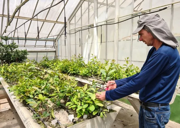 EMBRAPA FLORESTAS: Novo sistema de cultivo de erva-mate pode produzir até dez vezes mais que o tradicional