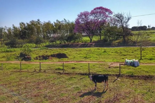 DESENVOLVIMENTO SUSTENTÁVEL: IAT cria guia para ajudar proprietários a adequarem áreas de reserva legal
