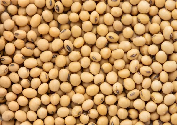 SICREDI DEXIS: Produtores recorrem a crédito para esperar aumento da cotação da soja