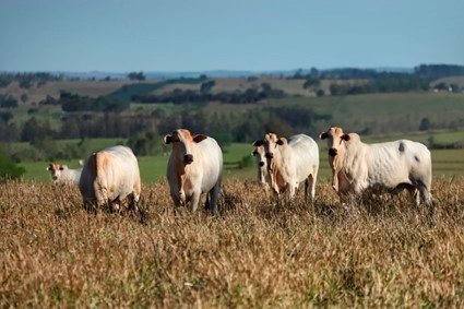 pecuaria 27 04 2023