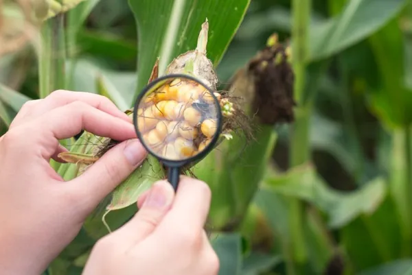 AGRO: Cocari incentiva adoção de novas tecnologias no campo