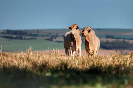 pecuaria 15 05 2023