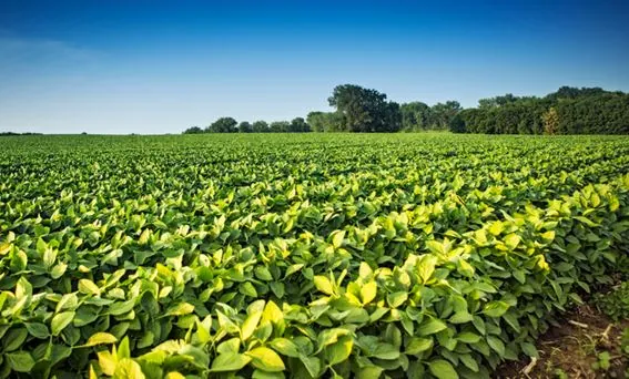 VBP: Valor Bruto da Produção Agropecuária de 2023 é estimado em R$ 1,216 trilhão