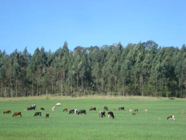 PRA: Publicada a lei que amplia o prazo de adesão ao Programa de Regularização Ambiental