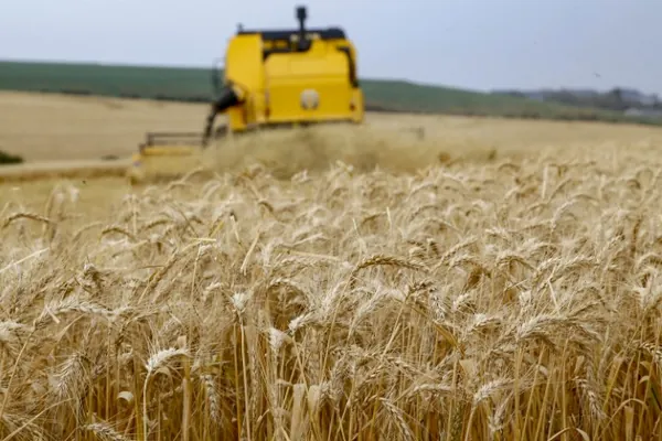 CONJUNTURA AGROPECUÁRIA: Clima tem favorecido o plantio de trigo e colheita de feijão no Paraná