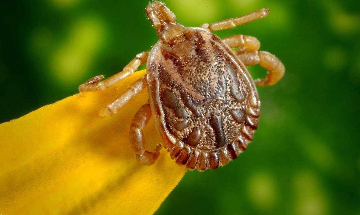 febre maculosa 19 06 2023