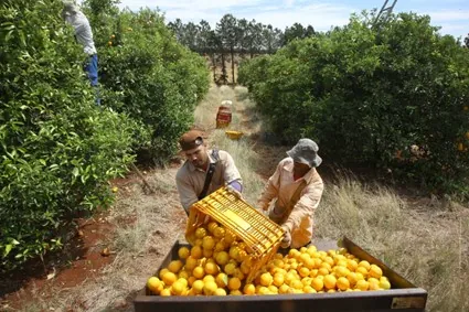 VBP: Valor Bruto da Produção Agropecuária do Paraná cresce 6% em 2022 e alcança R$ 191 bilhões