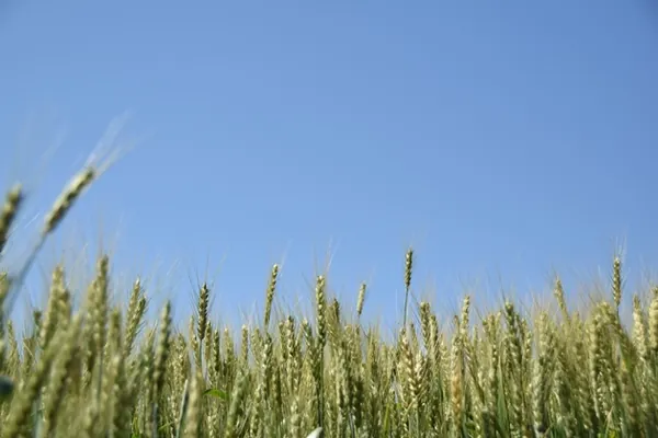 AGRO: Centro de Eventos Agrária sedia discussões sobre a produção de trigo no Brasil