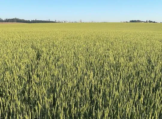 AGRO: Fapa e Biotrigo criam primeiro trigo brasileiro para fabricação de Malte