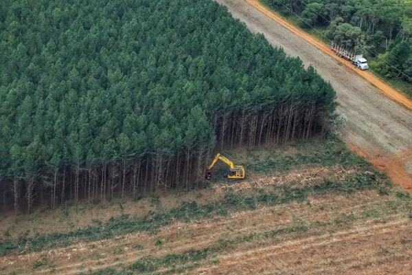 AGRICULTURA: Paraná cria grupo técnico para proteger os cultivos florestais do Estado