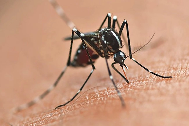 dengue 02 08 2023