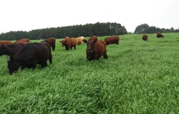 AGRO: 4º Show Rural de Inverno também terá conteúdos sobre pecuária de corte