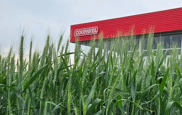AGRO: Coopavel apresenta melhor do seu portfólio no Show Rural de Inverno