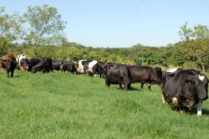 pecuaria 08 08 2023