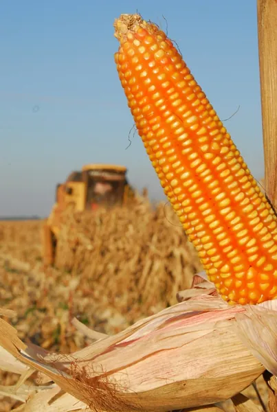 CONAB: Produção de grãos é estimada em 320,1 milhões de toneladas com ganhos de área e produtividade