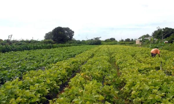 MDA: Programa de gestão para cooperativas da agricultura familiar será lançado dia 1º de setembro