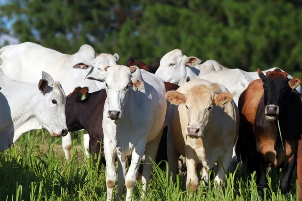 VBP: Resultado final de 2022 mostra que pecuária representa 51% da economia rural