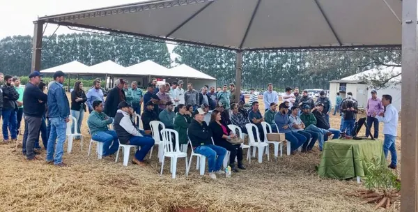 AGRO: Cocamar promove Dia de Campo sobre Mandioca com palestras e giro técnico  