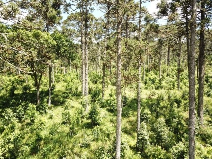 orgulho da terra 12 08 2023