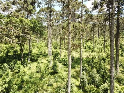ORGULHO DA TERRA: Erva-mate produzida à sombra das araucárias; alta qualidade para ganhar o mercado internacional
