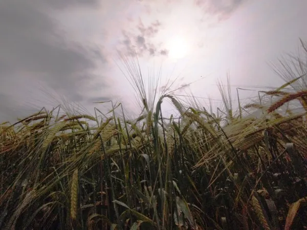 AGRO: Fapa lançará nova cultivar de cevada na 20ª edição do WinterShow 