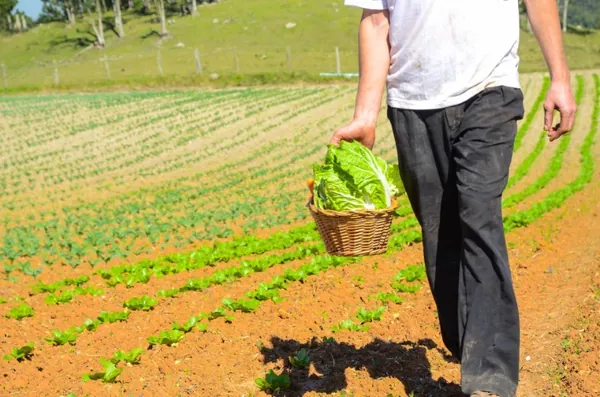 CONJUNTURA AGROPECUÁRIA: Chuvas acima da média impactam no preço das olerícolas, aponta Deral