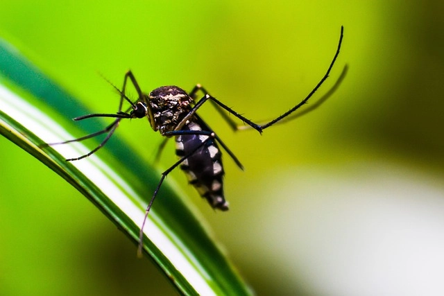 dengue 22 11 2023