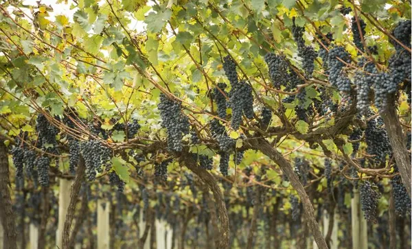 VBP: Valor da Produção Agropecuária deve atingir R$ 1,159 trilhão este ano