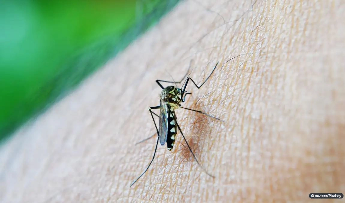 dengue 20 02 2024