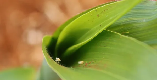 AGRO: Cocari alerta produtores para os riscos da cigarrinha-do-milho