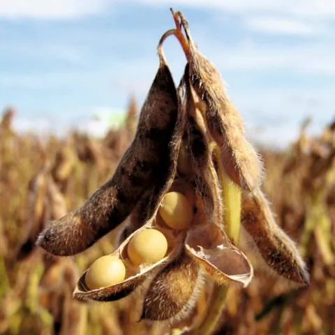 AGRO: Show Rural apresenta campeões de produtividade de soja e milho 23/24