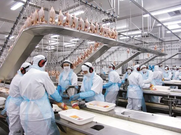 MERCADO: Novas habilitações de frigoríficos brasileiros para exportação de carne de frango halal à Malásia