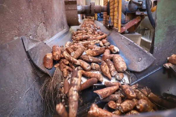 CONJUNTURA AGROPECUÁRIA: Produção de mandioca deve crescer 6% no Paraná, projeta boletim do Deral