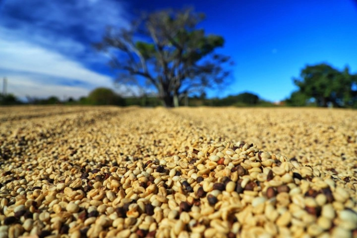 conjuntura agro 17 05 2024