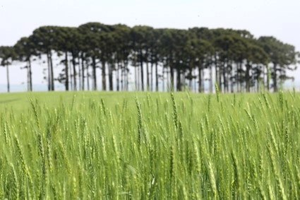 conjuntura agropecuaria 07 06 2024