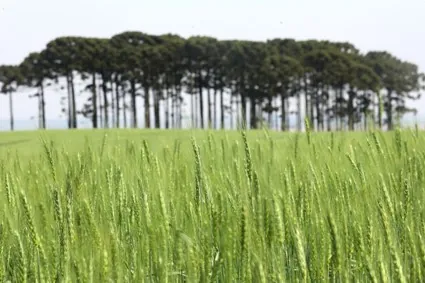CONJUNTURA AGROPECUÁRIA: Com previsão de 334 mil toneladas, plantio de cevada avança no Paraná