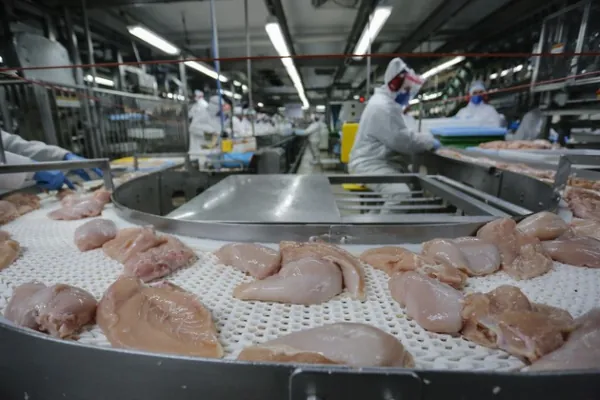 PECUÁRIA: Com recorde, Paraná lidera produção de frango; abate de suínos também avança