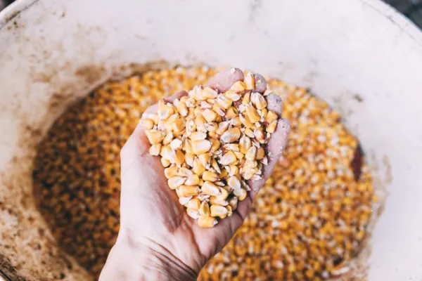 AGRO: Quantidade adequada de sementes pode aumentar produtividade no campo