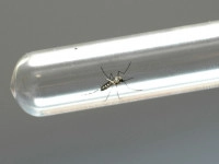 dengue 10 07 2024