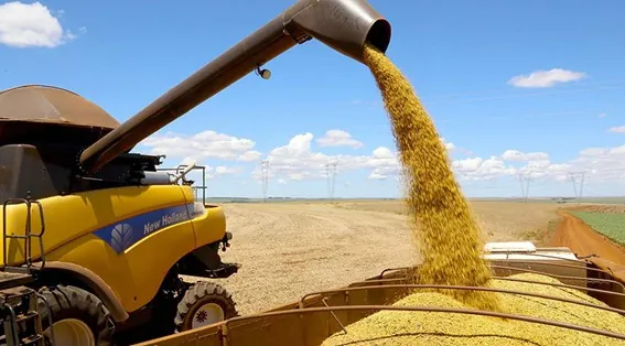IBGE: Estimativa de junho aponta safra 6,2% menor em 2024, ainda refletindo os problemas climáticos do ano