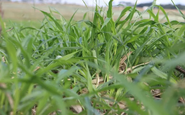 AGRO: Consórcio de milho com braquiária aumenta a diversidade microbiana do solo e protege as plantas, destaca Copagril