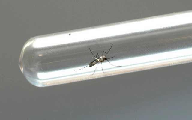 dengue 17 07 2024
