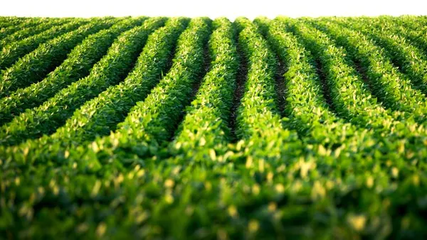 ZARC: Mapa publica zoneamento agrícola da soja, safra 24/25, adaptado ao calendário de semeadura e vazio sanitário da Defesa Agropecuária