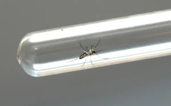 DENGUE: Boletim confirma mais 8.995 casos e 22 óbitos no Paraná