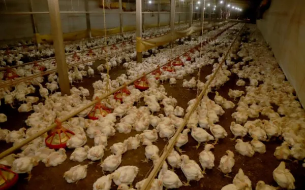 SANIDADE: Paraná prorroga por mais 180 dias emergência zoossanitária contra a gripe aviária
