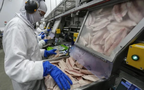 Com tilápia em alta, exportação paranaense de pescados cresceu 20% no 1º semestre