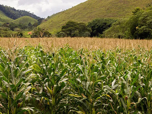 Estimativa de julho do IBGE aponta safra 5,5% menor em 2024